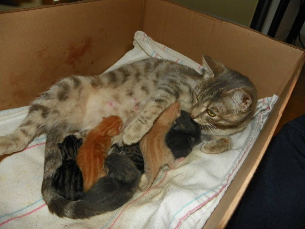 Чем вызвать роды у кошки в домашних условиях Чем вызвать роды у кошки в домашних условиях