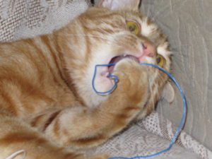 Кошка грызет провода