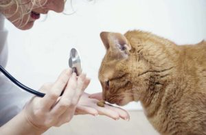 Дегельминтизация кошек