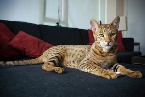 Кот, похожий на леопарда: какая порода
