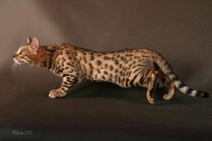 Как называется порода кошки, которая как леопард