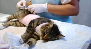 Что такое стерилизация кошки