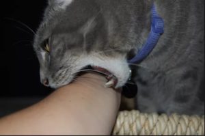 Как избежать укуса кошки