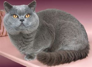 Характер британской лиловой кошки