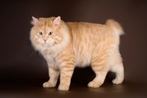 Характер и названия пород рыжих кошек