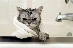 Как часто можно купать кошек, чтобы не вредить им