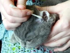 чистить уши кошке в домашних условиях
