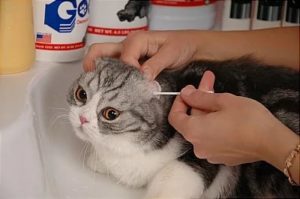 Как и чем можно чистить уши кошке 