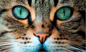 Как кошка реагирует на яркие предметы и видит их