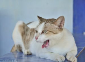 Как лечить кашель у кошки