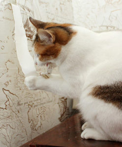 Как можно отучить кошку драть обои и мебель насовсем
