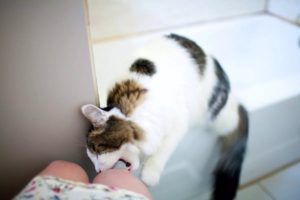 Как можно отучить кошку кусаться и царапаться