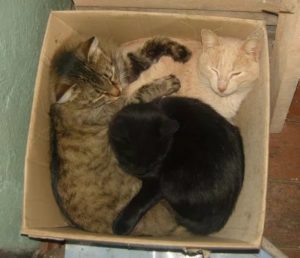 Как можно подружить двух кошек в одной квартире