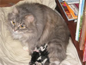 Как можно помочь кошке родить котят