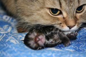 Как можно помочь кошке родить котят