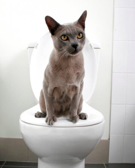 Кошка ходит в туалет в ванну