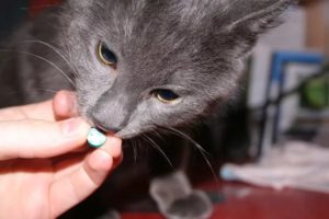 давать таблетки кошке 