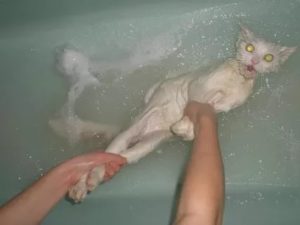 купать кошку, если она боится воды
