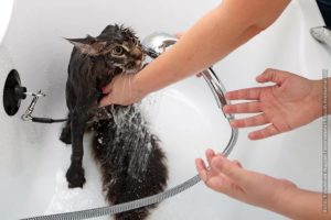 Как правильно купать кошку, если она боится воды