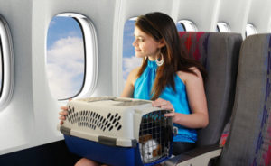 Как правильно перевозить кошку в самолете по России