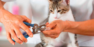 Как правильно подстричь когти кошке без нервов