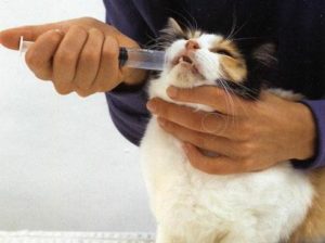 применять вазелиновое масло для кошек 