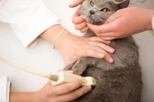 Как ухаживать за беременной кошкой