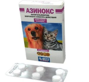 Как применять Азинокс для кошек