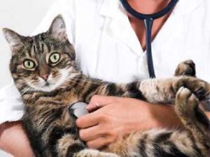Как применять Овариовит для кошек