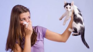 Народные методы уничтожения симптомов аллергии на кошек 