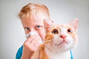 вылечить аллергию на кошек