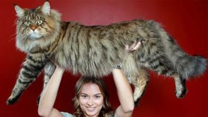 самая большая порода кошек в мире