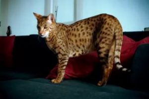 Какая существует самая большая порода кошек в мире