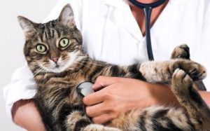 Какие бывают частые болезни кошек и их признаки 