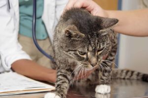 Какие бывают болезни у кошек