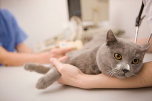 Можно ли лечить котов в домашних условиях