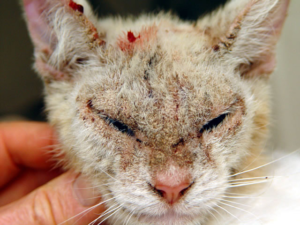 Какие бывают кожные заболевания у кошек