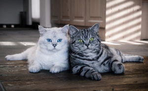 Какие есть породы кошек с большими глазами
