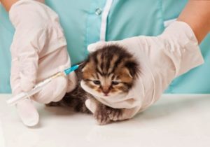 Какие прививки и когда делают кошкам