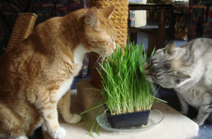 Какую траву едят и любят кошки
