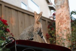 порода кошки леопард