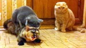 кастрированный кот спариваться с кошкой