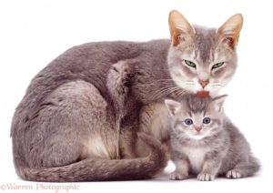 Как правильно выбрать противогельминтное средство для беременной кошки