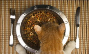 Можно ли кормить кошку только сухим кормом 