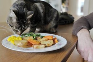 сладкая еда для кошек