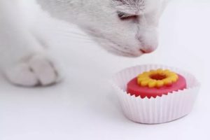 Можно ли кошкам давать есть сладкое