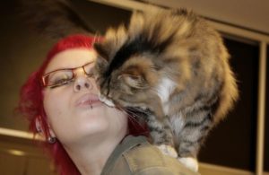 Можно ли целовать домашних кошек 