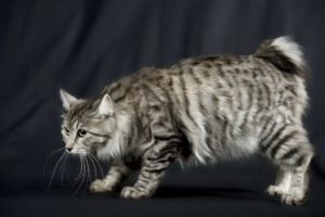 Описание, фото и характер кошки курильский бобтейл 