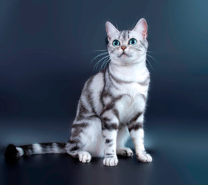 Описание и характер американского короткошерстного кота