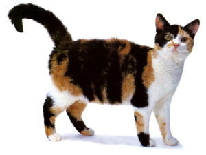 Описание и характер американской жесткошерстной кошки